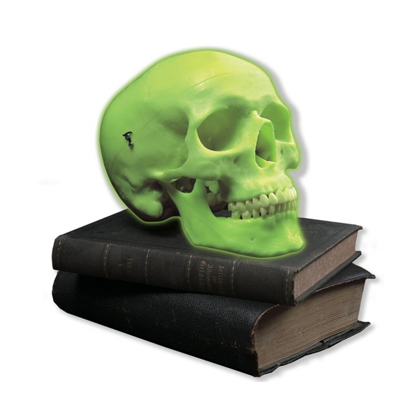 Układ kostny 3B Scientific A20/N