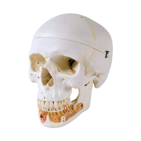 Układ kostny 3B Scientific A22