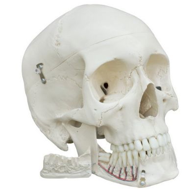 Układ kostny Rüdiger-Anatomie A220.1