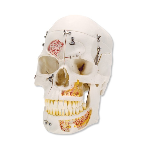 Układ kostny 3B Scientific A27