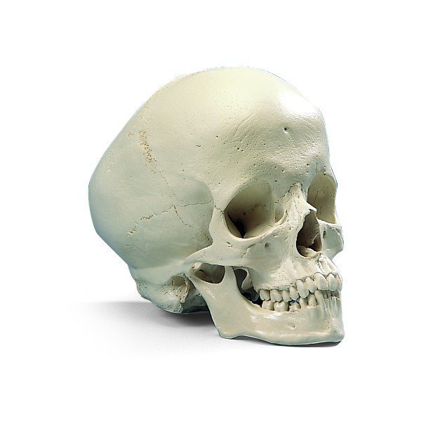 Układ kostny 3B Scientific A29/2