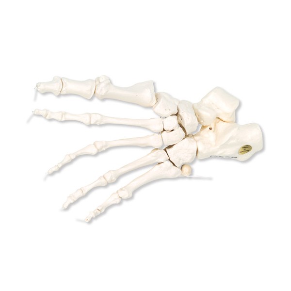 Układ kostny 3B Scientific A30/2