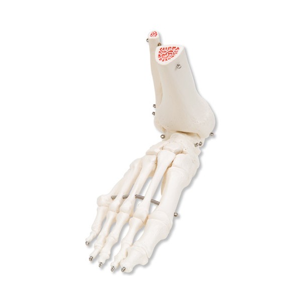 Układ kostny 3B Scientific A31