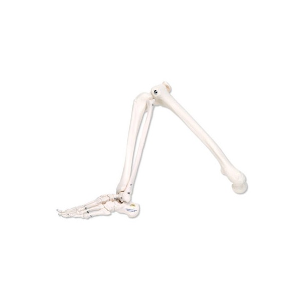 Układ kostny 3B Scientific A35