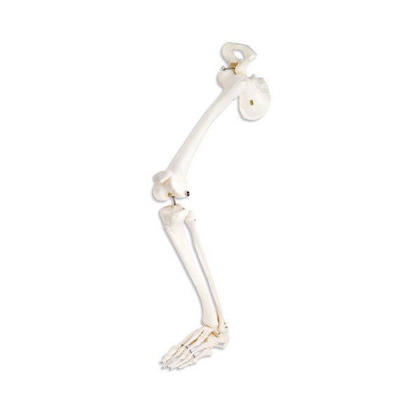 Układ kostny 3B Scientific A36R