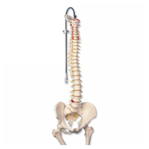 Układ kostny 3B Scientific A58/2