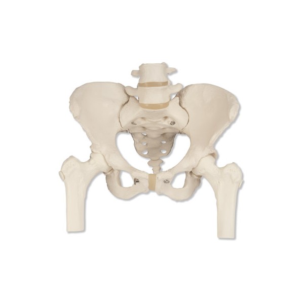 Układ kostny 3B Scientific A62