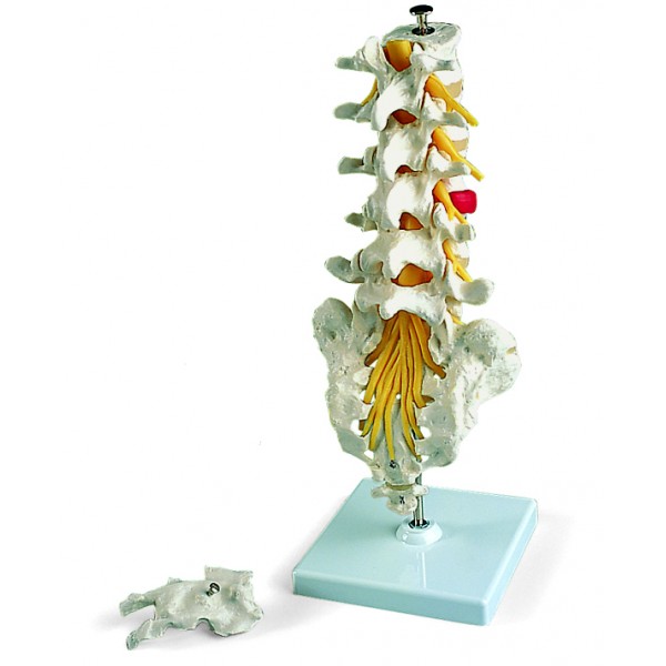 Układ kostny 3B Scientific A76/5