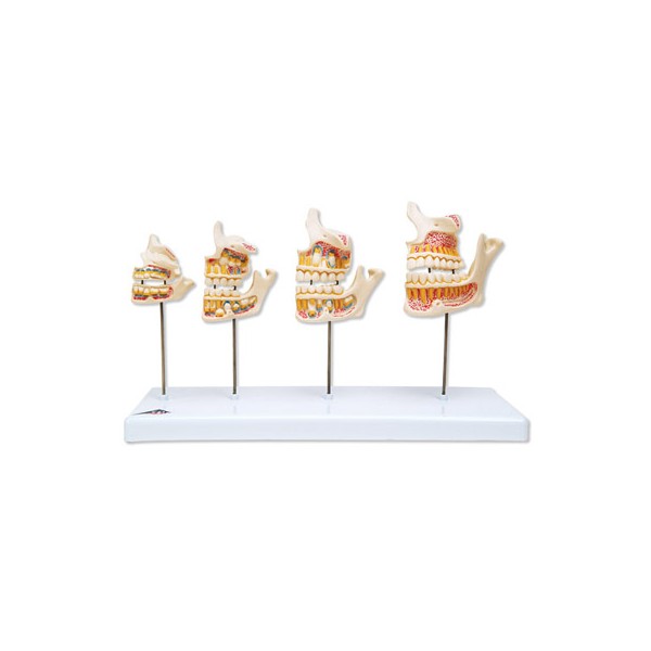 Układ kostny 3B Scientific D20