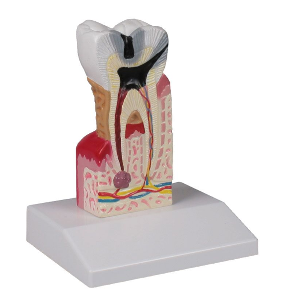 Układ kostny 3B Scientific D214