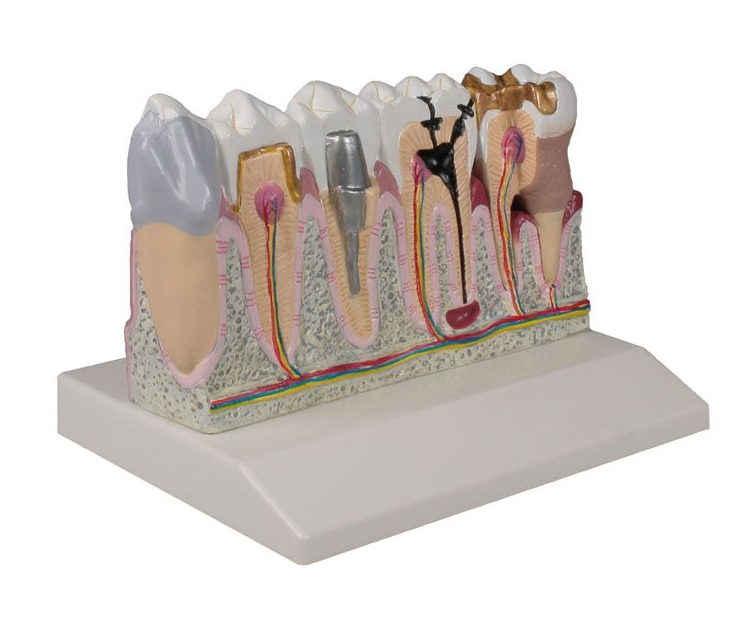 Układ kostny 3B Scientific D250