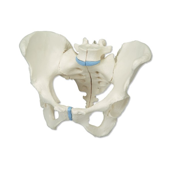 Układ kostny 3B Scientific H20/1