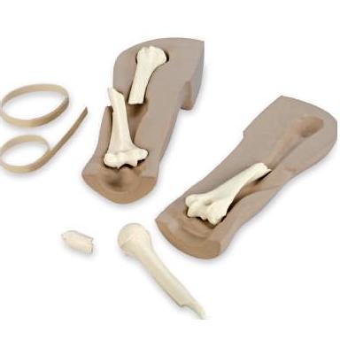 Układ kostny Nasco LF01210U