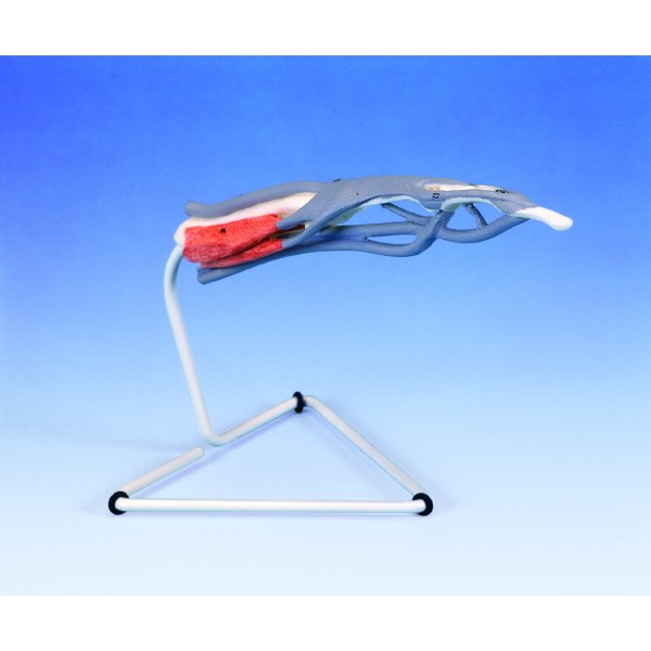 Układ kostny 3B Scientific M19