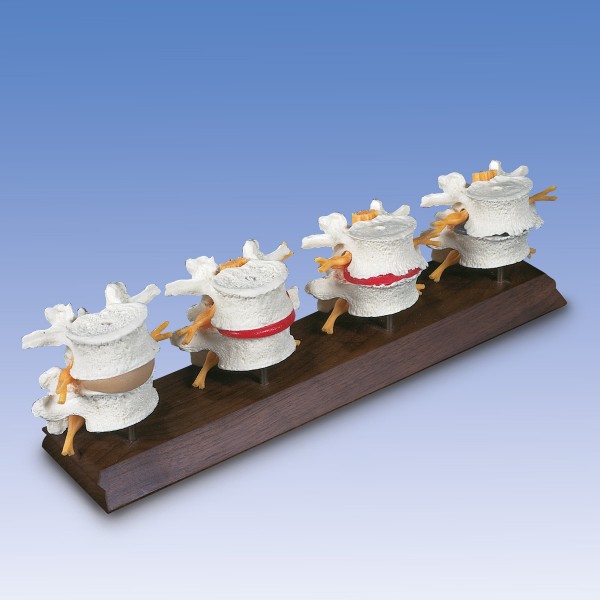 Układ kostny 3B Scientific W47500