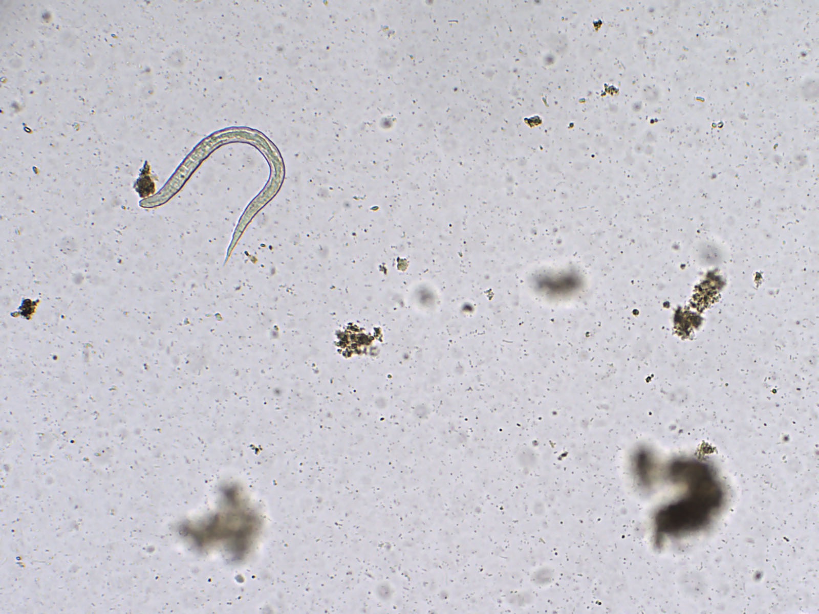 Analizatory kału KEYU KU F-600