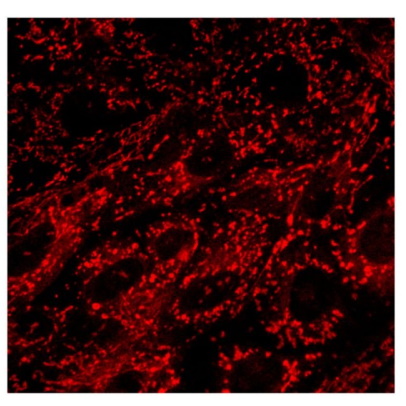 Barwniki do biologii molekularnej Biosensis Mito-R