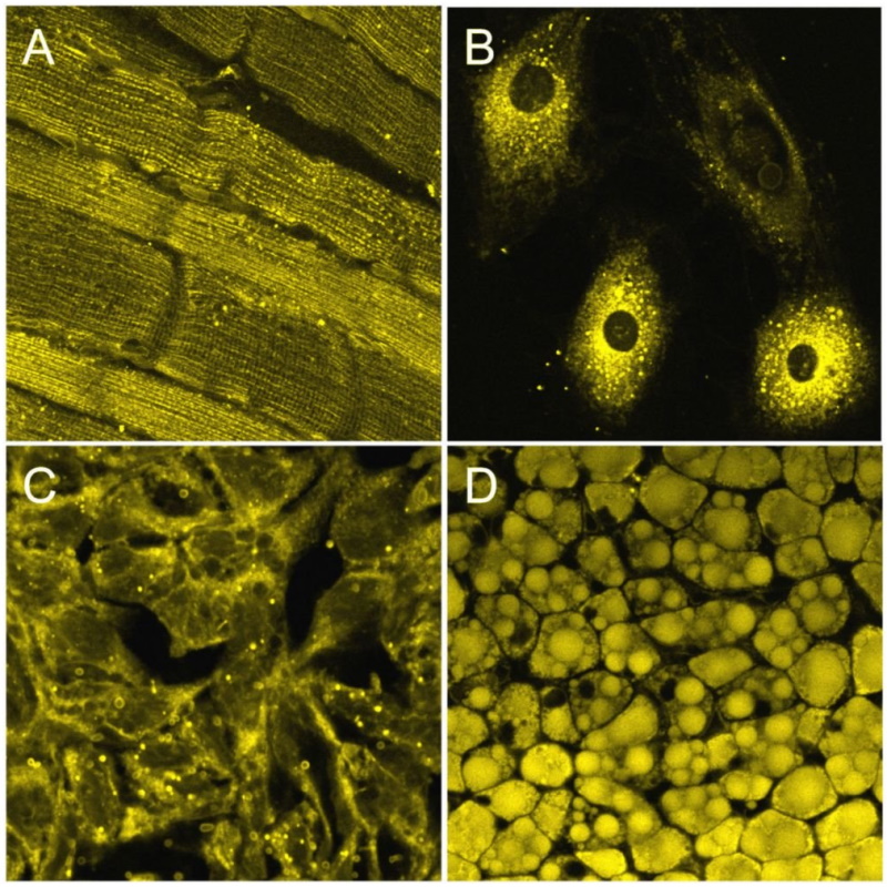 Barwniki do biologii molekularnej Biosensis P1