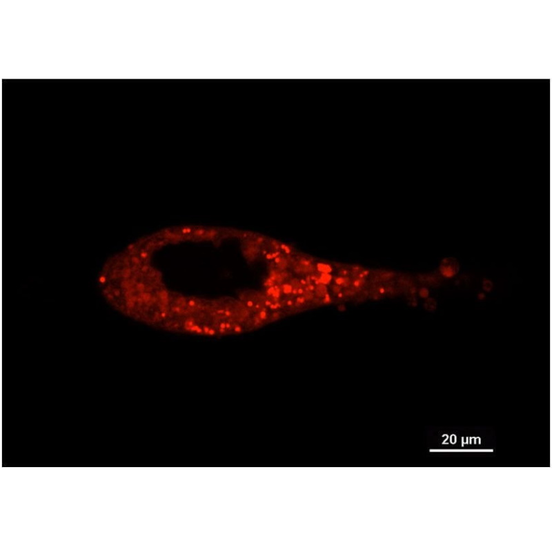 Barwniki do biologii molekularnej Biosensis P2