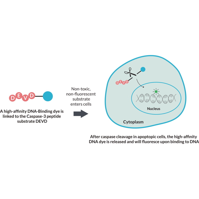Barwniki do biologii molekularnej Biotium NucView
