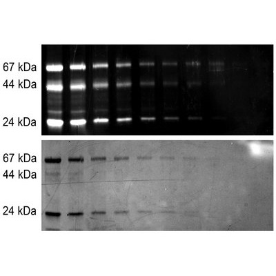 Barwniki do biologii molekularnej VWR VividPro
