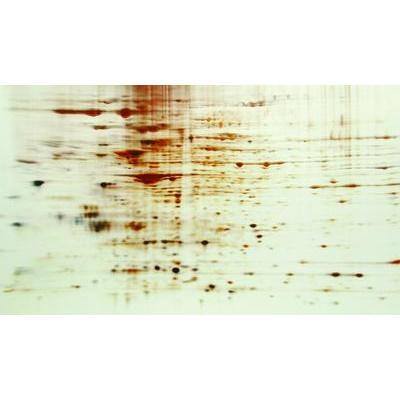 Barwniki do elektroforezy G Biosciences FOCUS FASTsilver