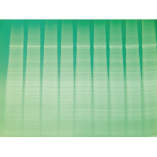 Barwniki do elektroforezy G Biosciences Reversible Copper Stain