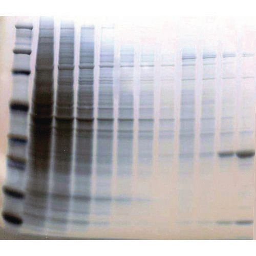 Barwniki do elektroforezy G Biosciences Reversible Zinc Stain