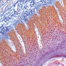 Barwniki histopatologiczne - do histologii Biognost zestawy