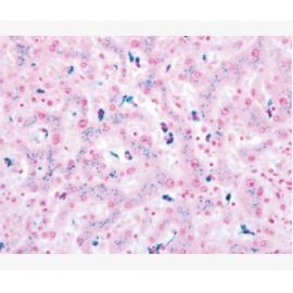 Barwniki histopatologiczne - do histologii LEICA Perls' Prussian Blue Iron Special