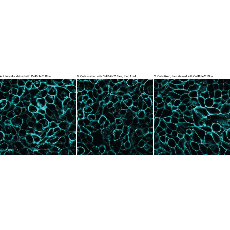 Barwniki histopatologiczne - do histologii VWR CellBrite