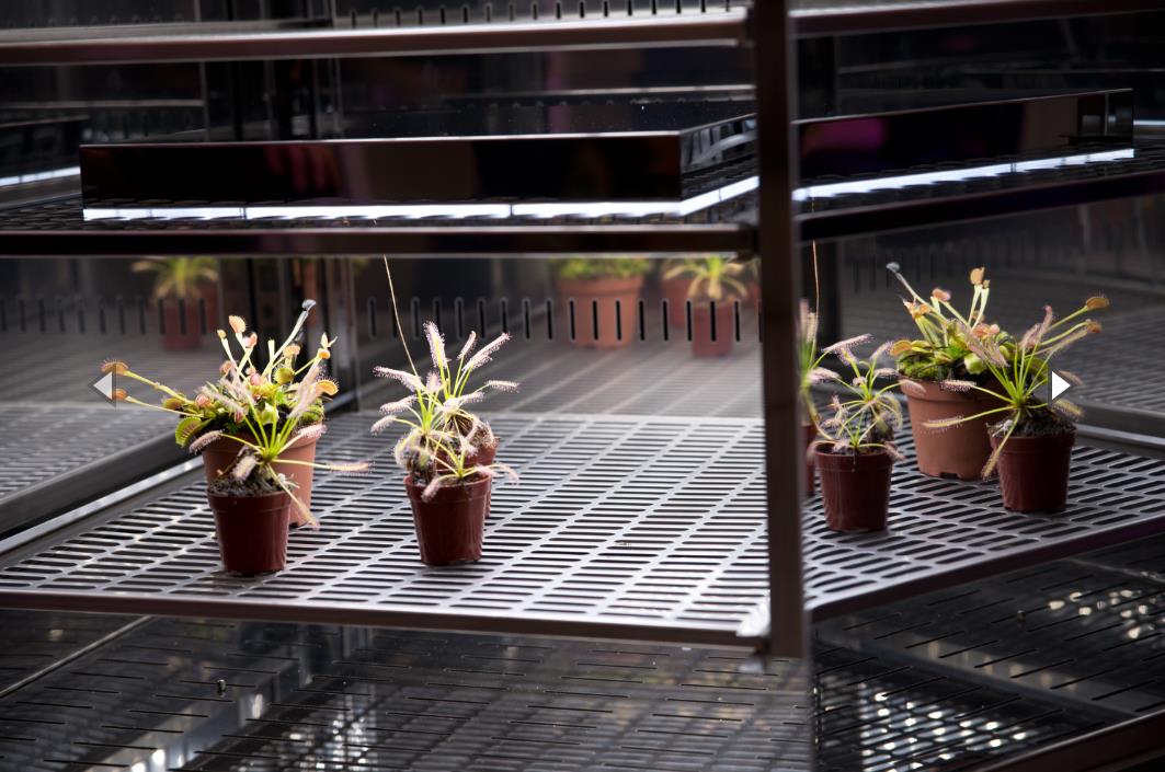 Komory fitotronowe BIOGENET FITO DUO