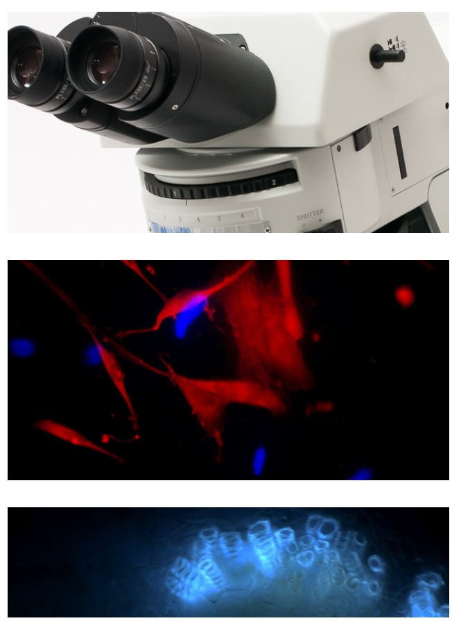 Mikroskopy biologiczne OPTA-TECH LAB 40FL