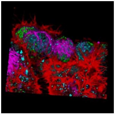 Mikroskopy konfokalne LEICA STELLARIS