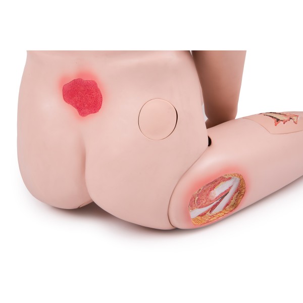 Modele / Manekiny pielęgnacyjne - dorośli 3B Scientific P10