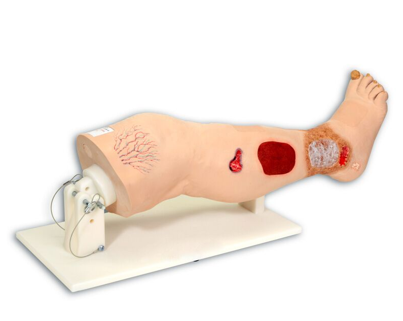 Modele / Manekiny pielęgnacyjne - dorośli 3B Scientific R11020
