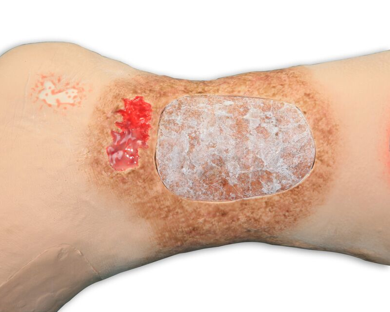 Modele / Manekiny pielęgnacyjne - dorośli 3B Scientific R11020