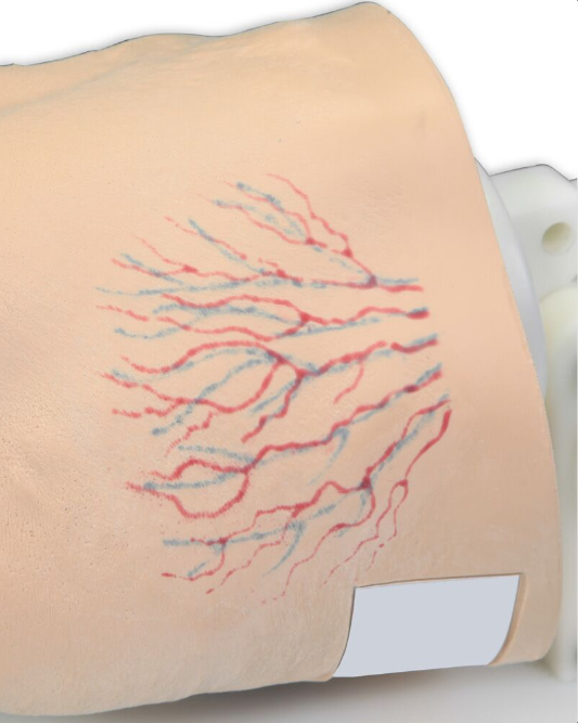 Modele / Manekiny pielęgnacyjne - dorośli 3B Scientific R11020