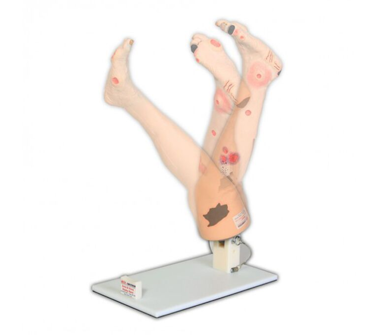 Modele / Manekiny pielęgnacyjne - dorośli 3B Scientific R11020A