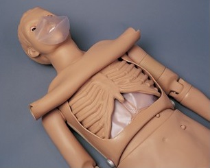 Modele / Manekiny pielęgnacyjne - dorośli 3B Scientific W45001