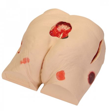 Modele zabiegowe 3B Scientific 1009798 (W46500/1)