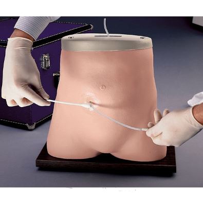 Modele zabiegowe 3B Scientific 1013747 (W44768)