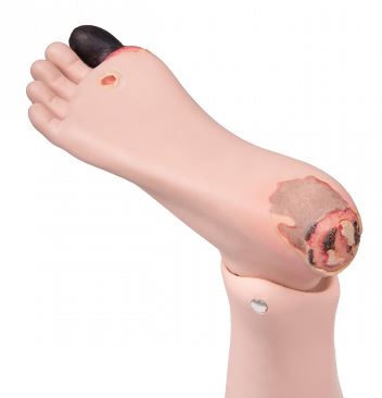 Modele zabiegowe 3B Scientific P14