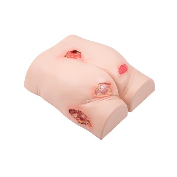 Modele zabiegowe 3B Scientific P15