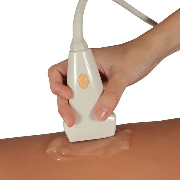 Modele zabiegowe 3B Scientific P60