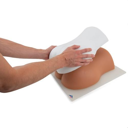 Modele zabiegowe 3B Scientific P65