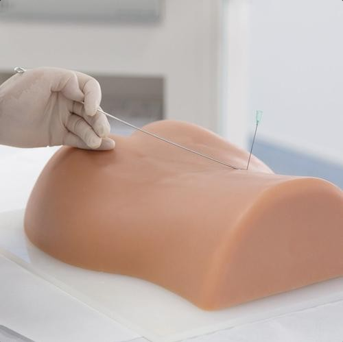 Modele zabiegowe 3B Scientific P65