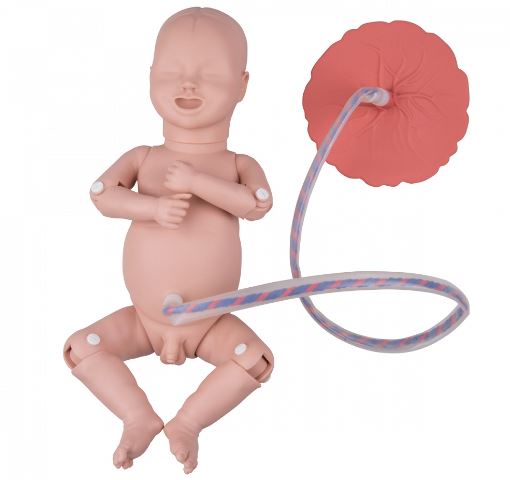 Modele zabiegowe 3B Scientific P90B