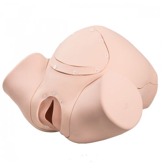 Modele zabiegowe 3B Scientific P90B