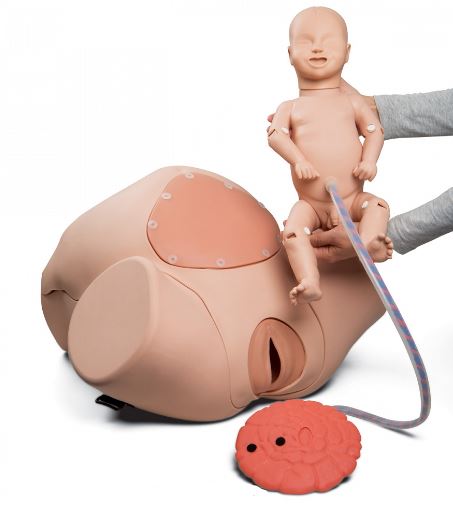 Modele zabiegowe 3B Scientific P90P